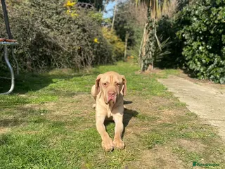 American Bulldog dogs american bulldog x ridgeback - Advert 18