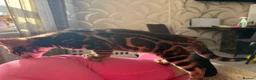 Bengal cats for sale: 🐾 Beautiful Bengal Kittens Available! 🐆❤️ - Advert 2