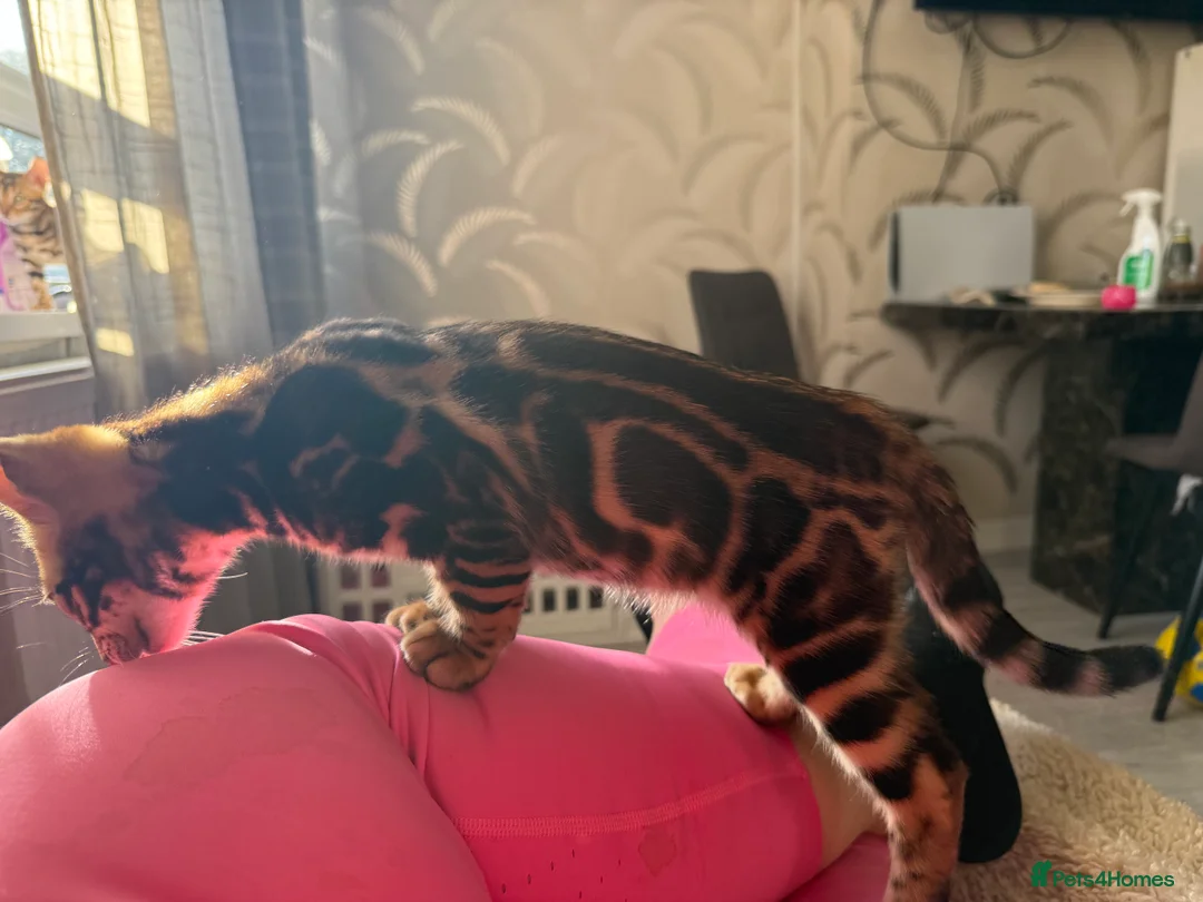 Bengal cats for sale: 🐾 Beautiful Bengal Kittens Available! 🐆❤️ - Advert 2
