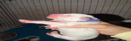 Dalmatian dogs for sale:  🐾✨DALMATION PUPPIES Perdy and Pongos - Advert 2
