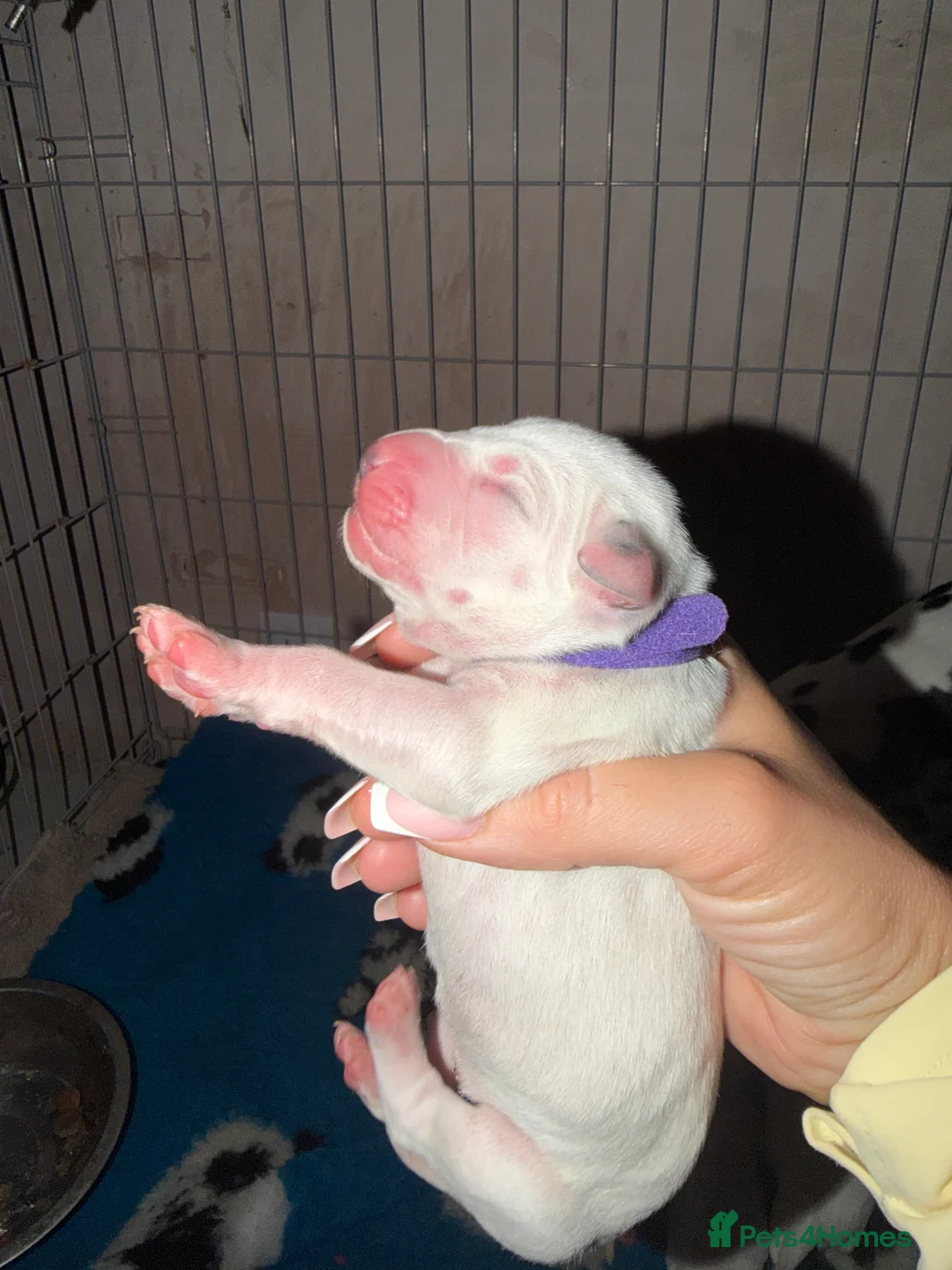 Dalmatian dogs for sale:  🐾✨DALMATION PUPPIES Perdy and Pongos - Advert 2