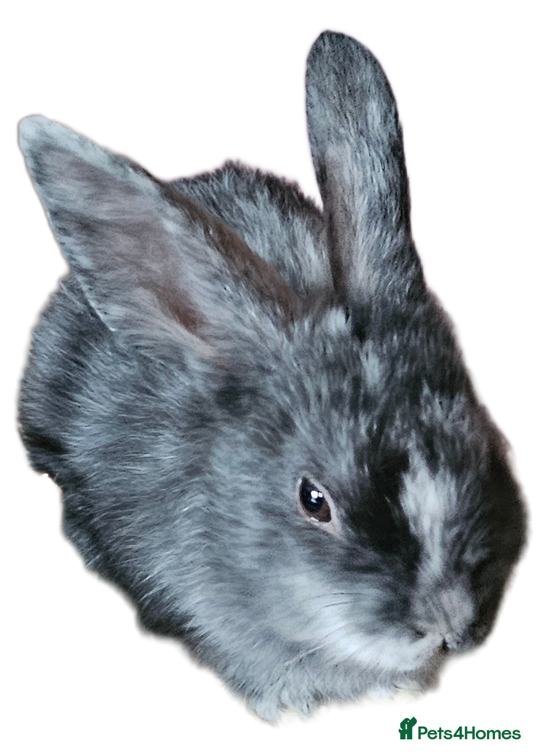 Harlequin rabbits for sale: URGENT 3 bunnies needing rehome 🫶♥️ - Advert 12