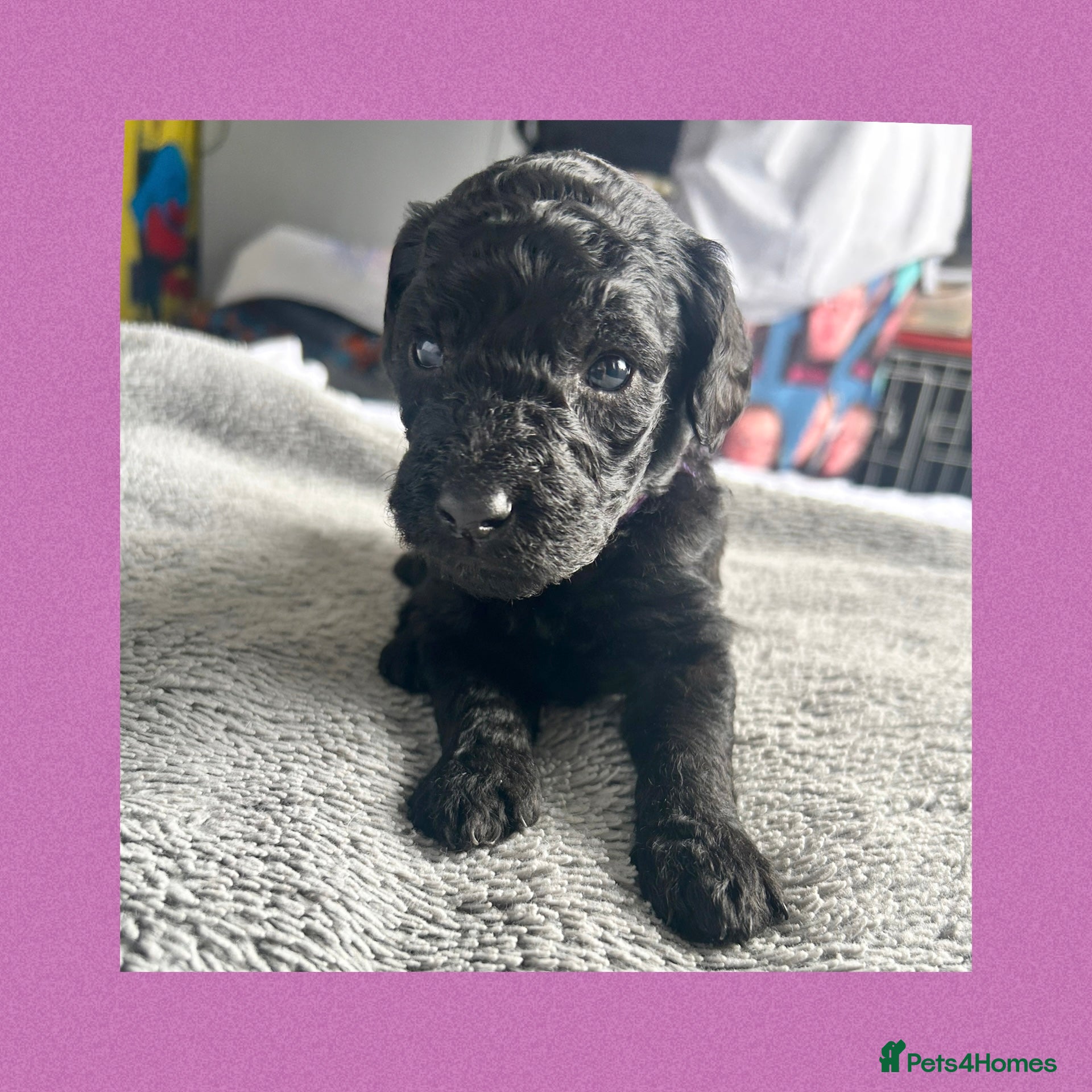 Labradoodle dogs  f1bb standard labradoodles - silver & apricots - Advert 4