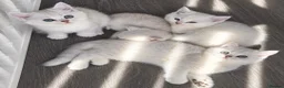 Mixed Breed cats for sale: Beautiful Chinchilla kittens - Advert 3