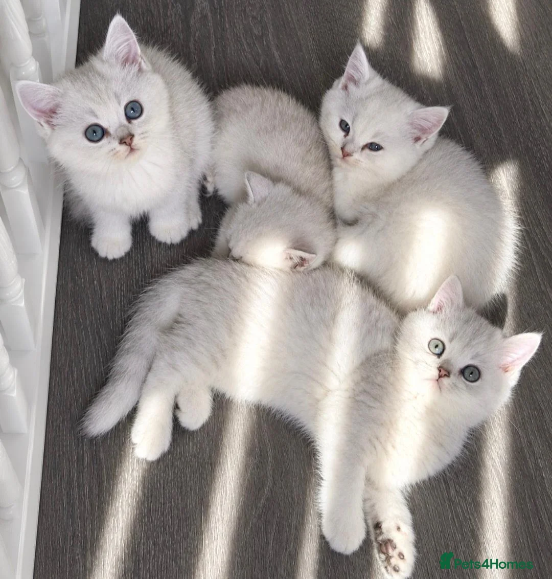 Mixed Breed cats for sale: Beautiful Chinchilla kittens - Advert 3