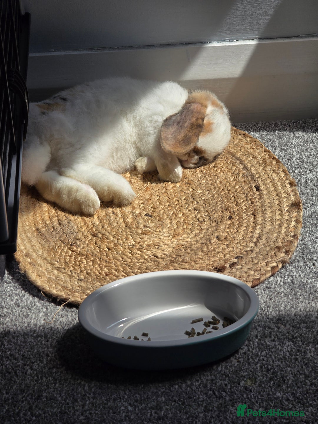 Mini Lop rabbits for sale: Mini lop for urgent sale - Advert 4