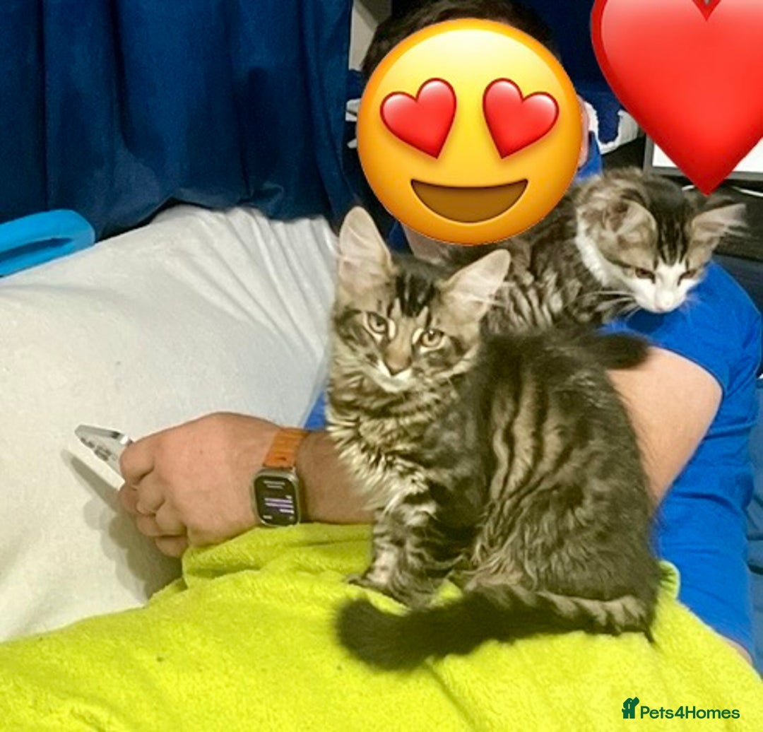Maine Coon cats for sale: XXL Maine Coon kittens 🔥rare Black Smoke  - Image 39