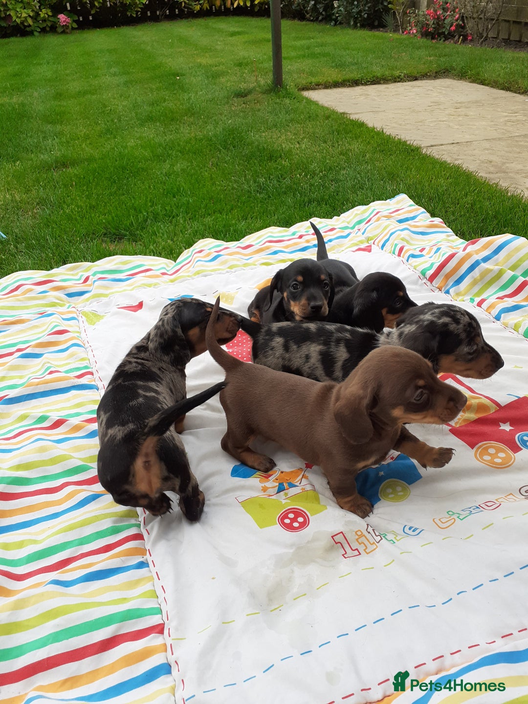 Miniature Dachshund dogs for sale: Miniature dachshounds  - Image 4