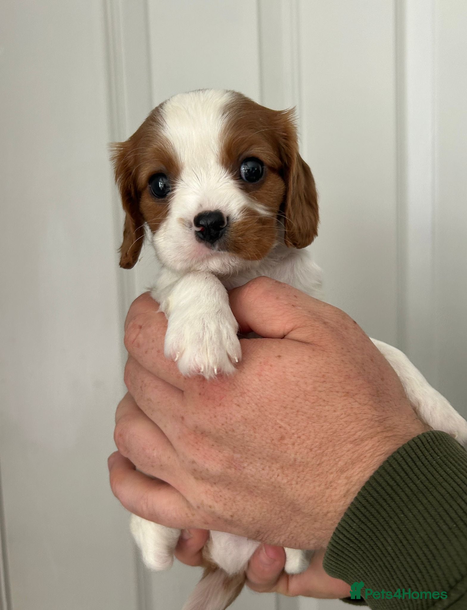 Cavalier King Charles Spaniel dogs ⭐️Beautiful health tested Cavalier King Charles⭐️ - Advert 1