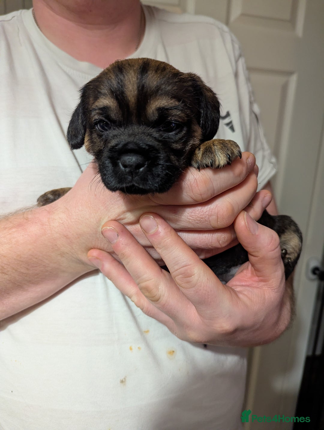Border Terrier dogs for sale: KC Reg Border Terrier pups - Advert 16