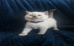 British Shorthair cats for sale: British shorthair and longhair  - Image 11