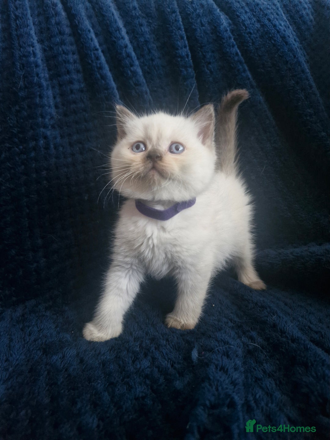 British Shorthair cats for sale: British shorthair and longhair  - Image 11