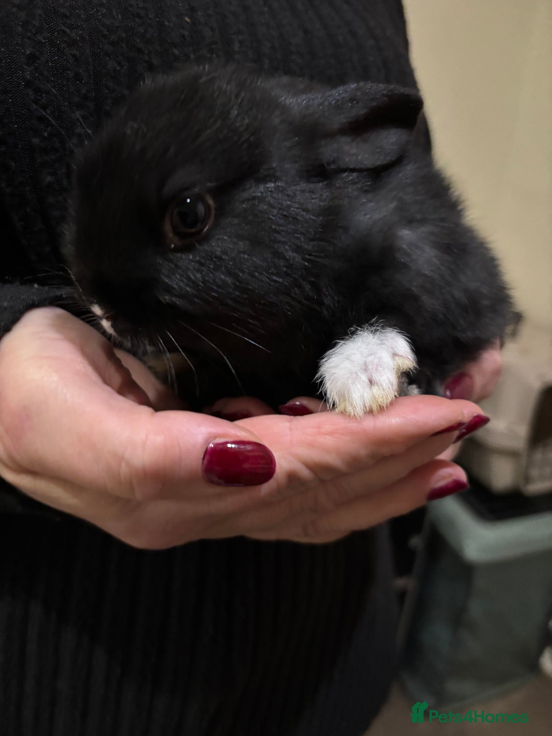 Mixed Breed rabbits for sale: 5 Rex/lionhead mix bunnies for sale - Advert 11