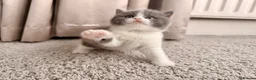British Shorthair cats for sale: British Shorthair & Longhair Kittens GCCF Reg - Advert 18