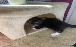 Mixed Breed cats for sale: Beautiful kitties looking for their forever homes. - Image 5