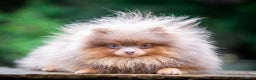 Pomeranian dogs for stud: Outstanding Tiny kc registered Lilac Tan stud  in Pontefract - Advert 4