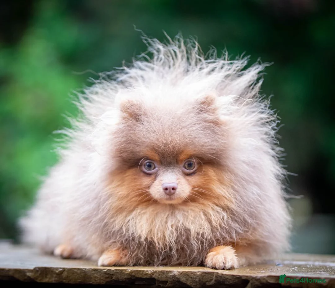 Pomeranian dogs for stud: Outstanding Tiny kc registered Lilac Tan stud  in Pontefract - Advert 4