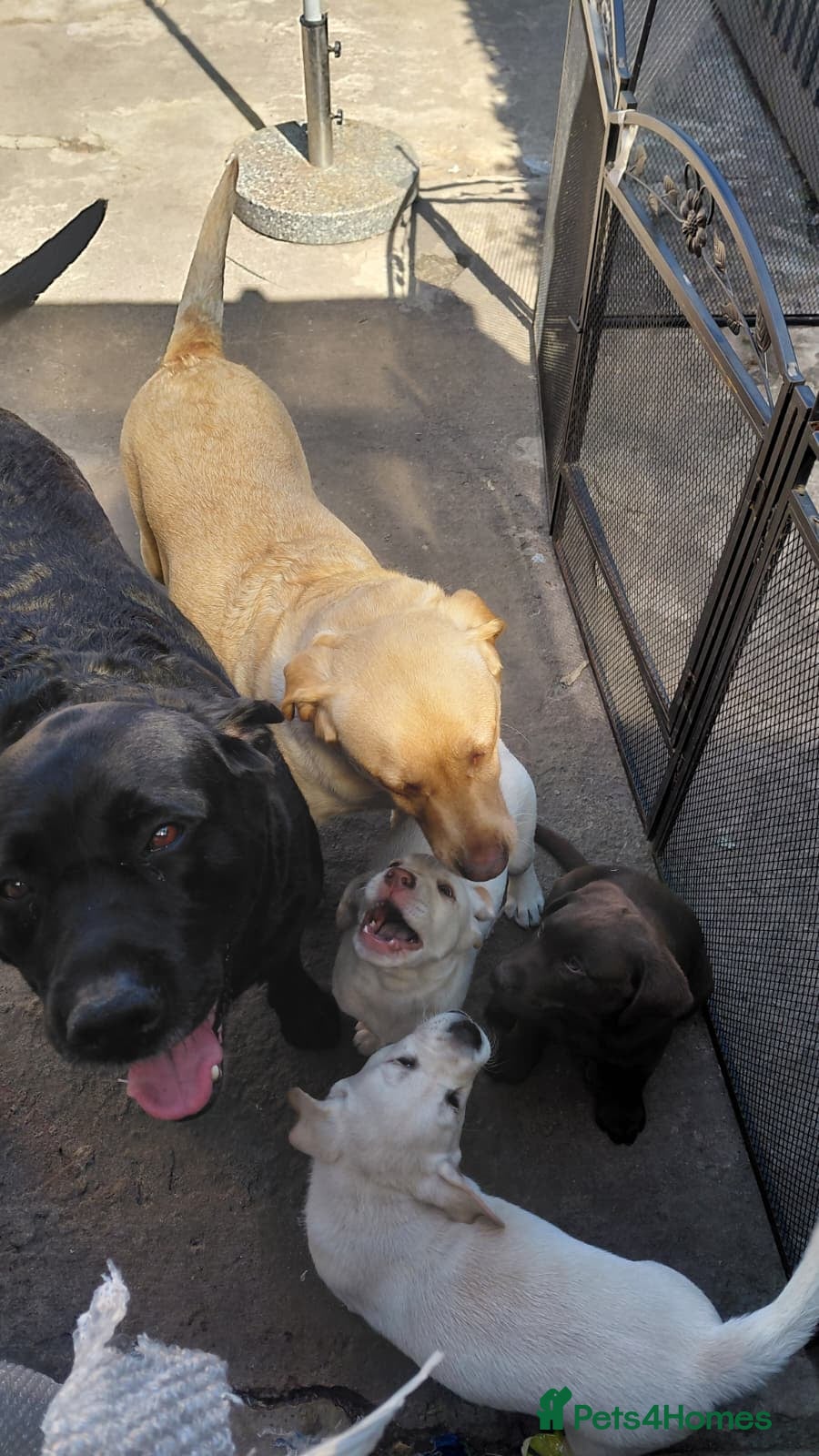Labrador Retriever dogs Two white labradors - Advert 2