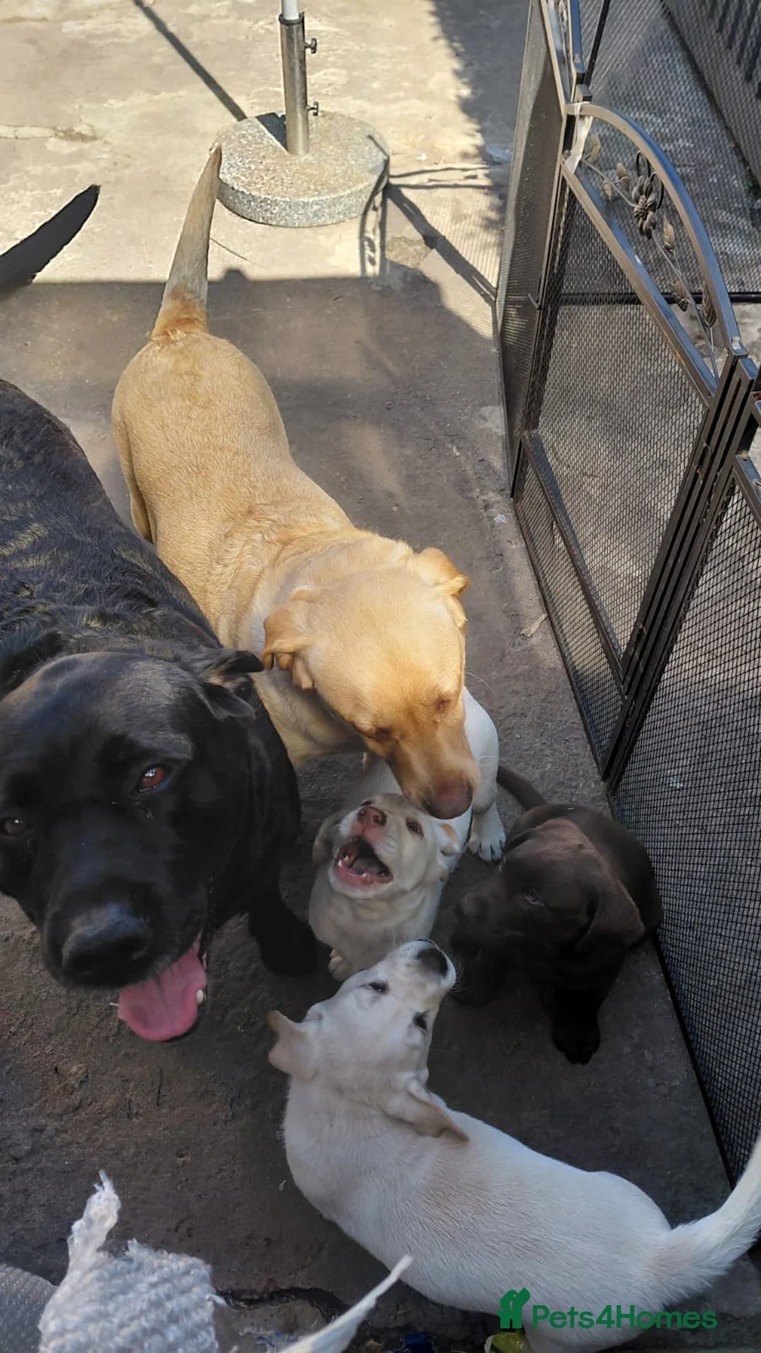 Labrador Retriever dogs for sale: Two white labradors in Newport - Advert 2