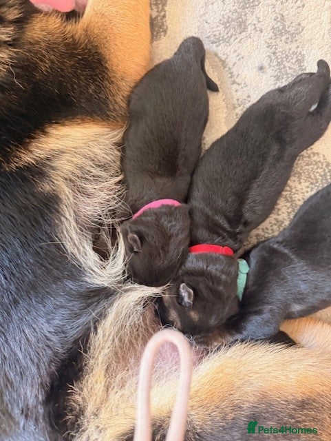 German Shepherd dogs KC reg strong GSD puppies from health tested lines - Advert 2