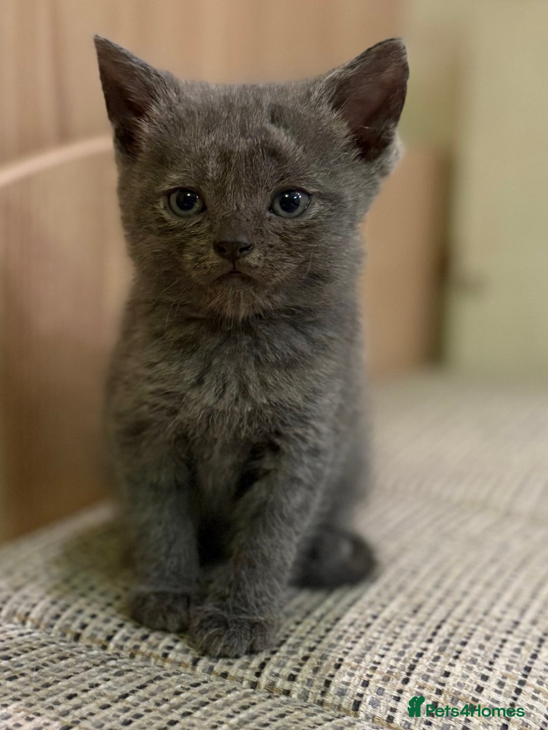 British Shorthair cats for sale: British Shorthair Kittens. - Advert 2