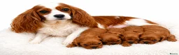 Cavalier King Charles Spaniel dogs for sale: King Charles cavaliers puppy’s  - Advert 1