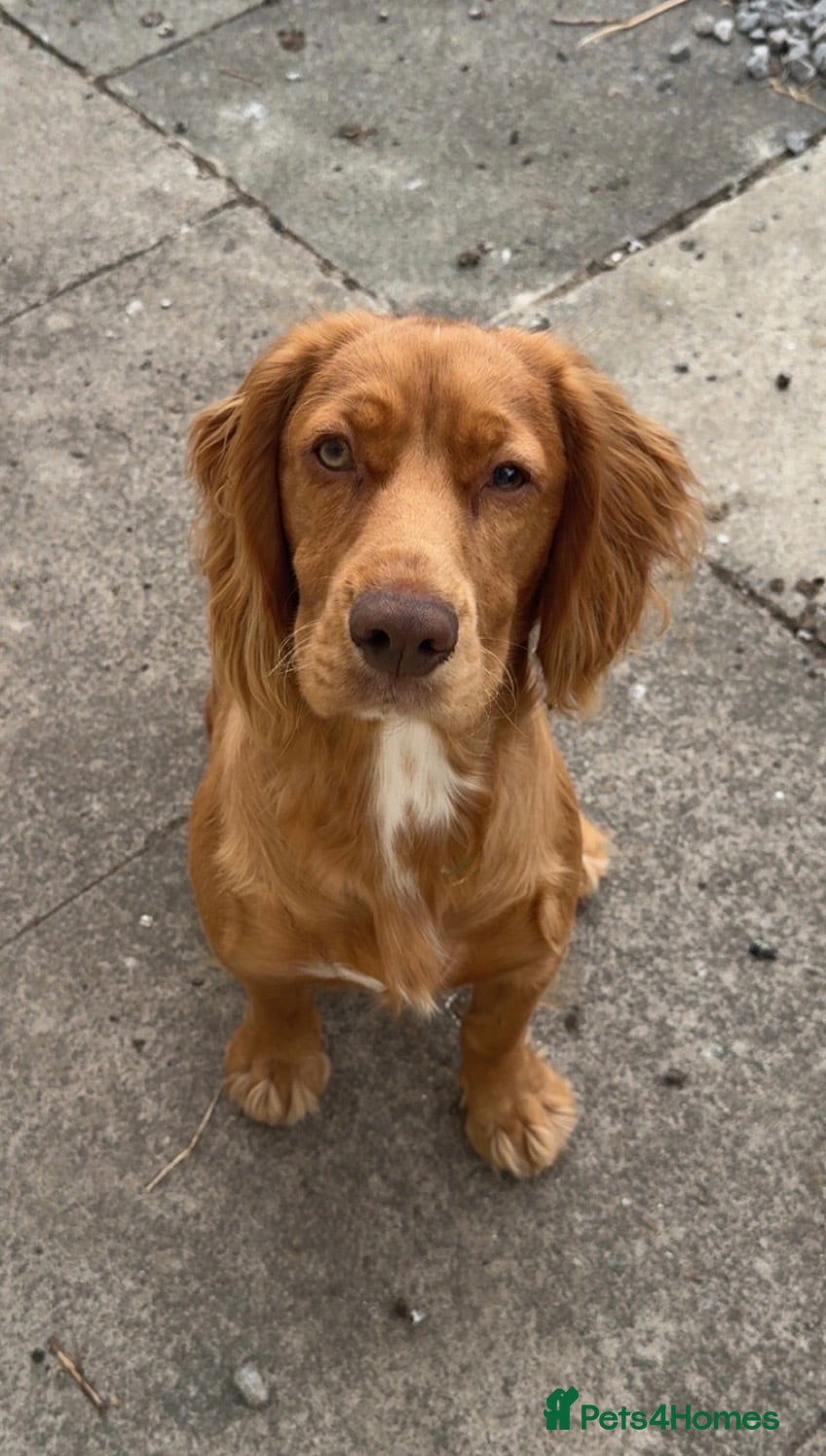 Cocker Spaniel dogs *FREE* - Advert 4