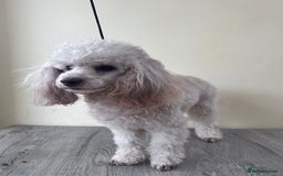 Toy Poodle dogs for stud: 🌙Monty Moonshine KC Café au Lait Toy Poodle Stud - Advert 4