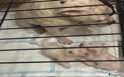 American Bulldog dogs for sale: American Bulldog - Image 18