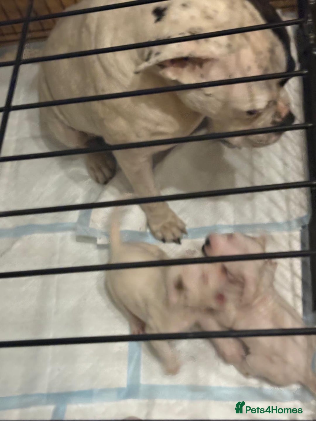 American Bulldog dogs for sale: American Bulldog - Image 18