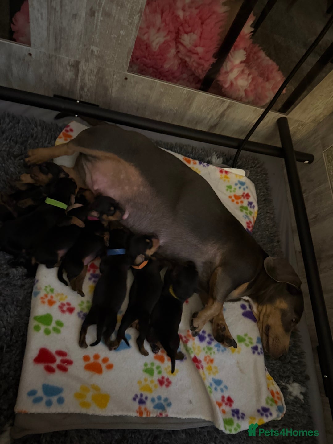 Miniature Dachshund dogs for sale: Black & Tan Miniature Dachshunds  - Image 2