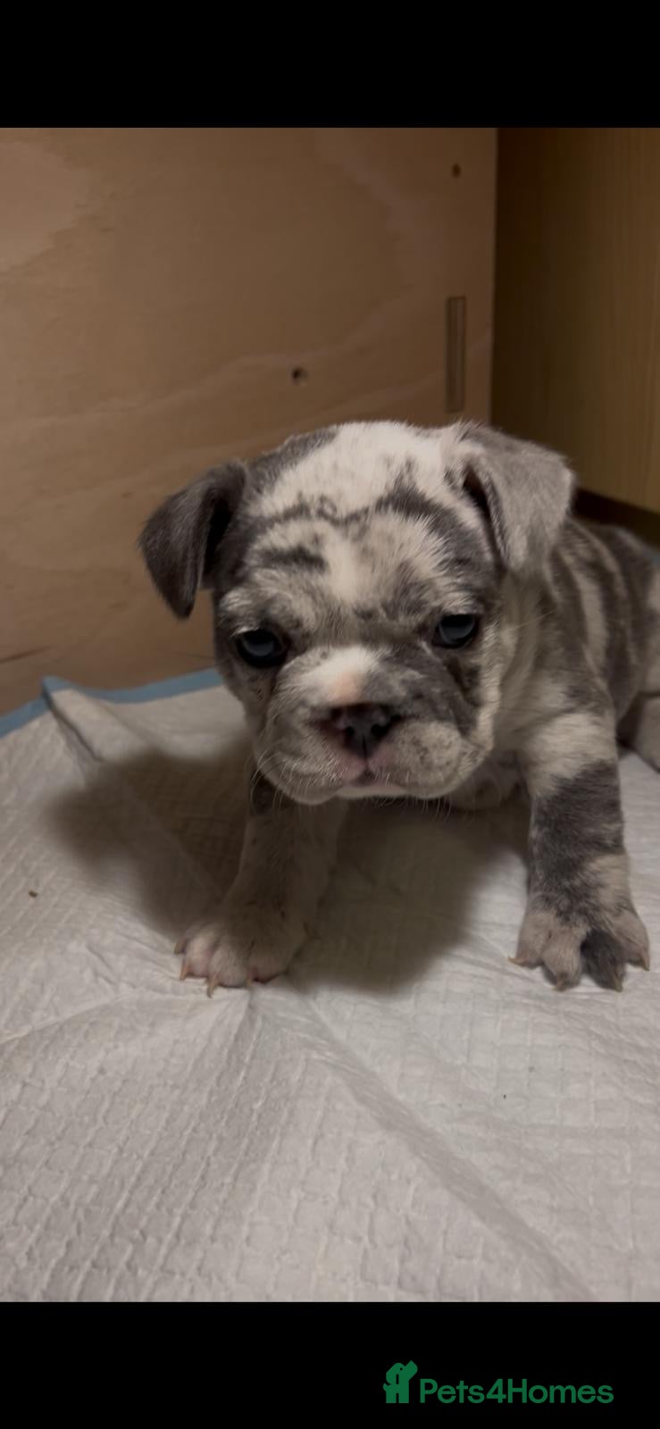 French Bulldog dogs Blue/Tan Merle & Blue/Tan French bulldog pups - Advert 2