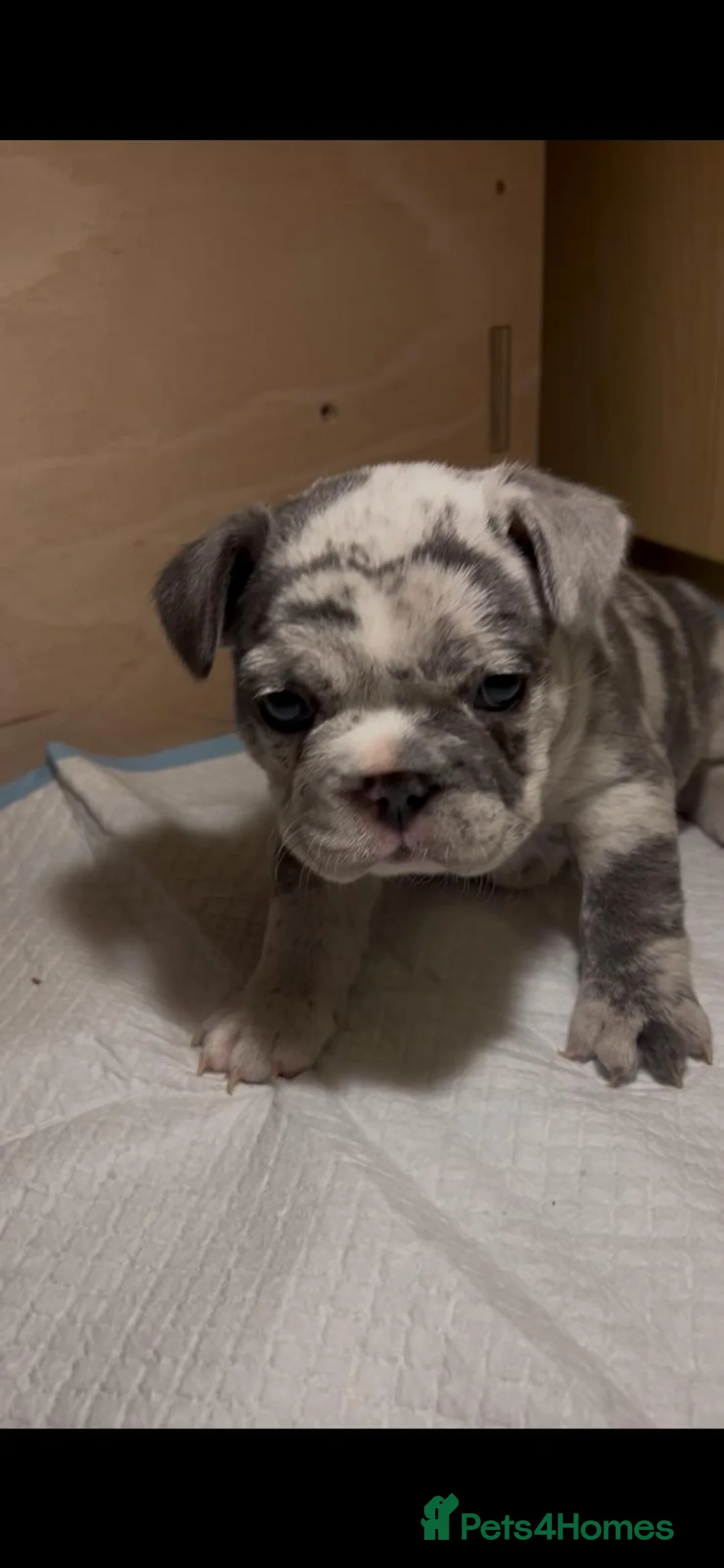 French Bulldog dogs for sale: Blue/Tan Merle & Blue/Tan French bulldog pups - Advert 2