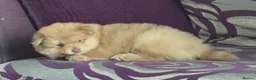 Pomsky dogs for sale: F3 Rare honey merle pomsky ready for a new home  - Advert 15
