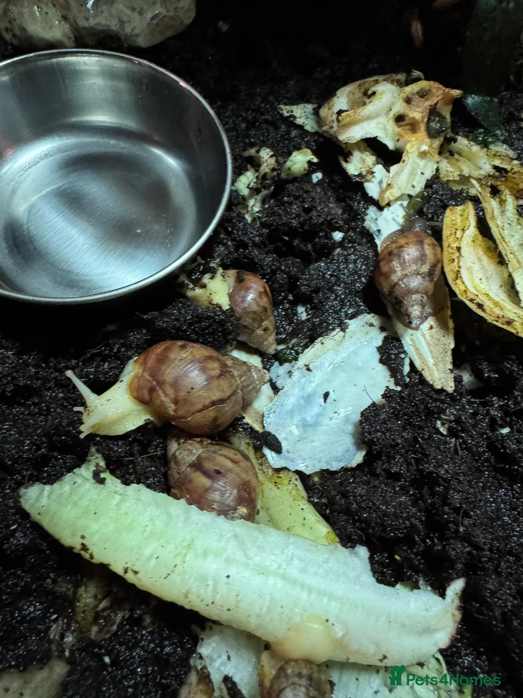 Snails invertebrates for sale: Giant African Land Snails - Advert 3