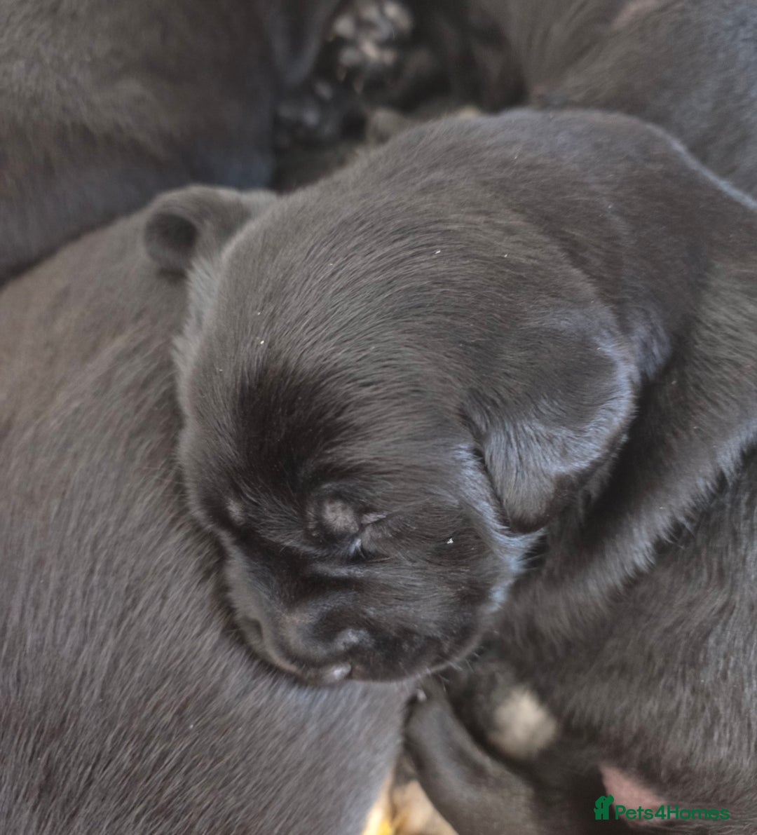 Labrador Retriever dogs for sale: Beautiful Black Labrador Puppies  - Advert 11