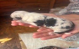 Border Collie dogs for sale: Fluffy long coat Blue merle border collie puppies - Image 14