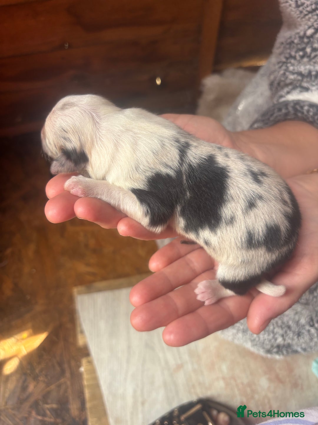 Border Collie dogs for sale: Fluffy long coat Blue merle border collie puppies - Image 14