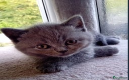 British Shorthair cats for sale: British short hair  - Image 3