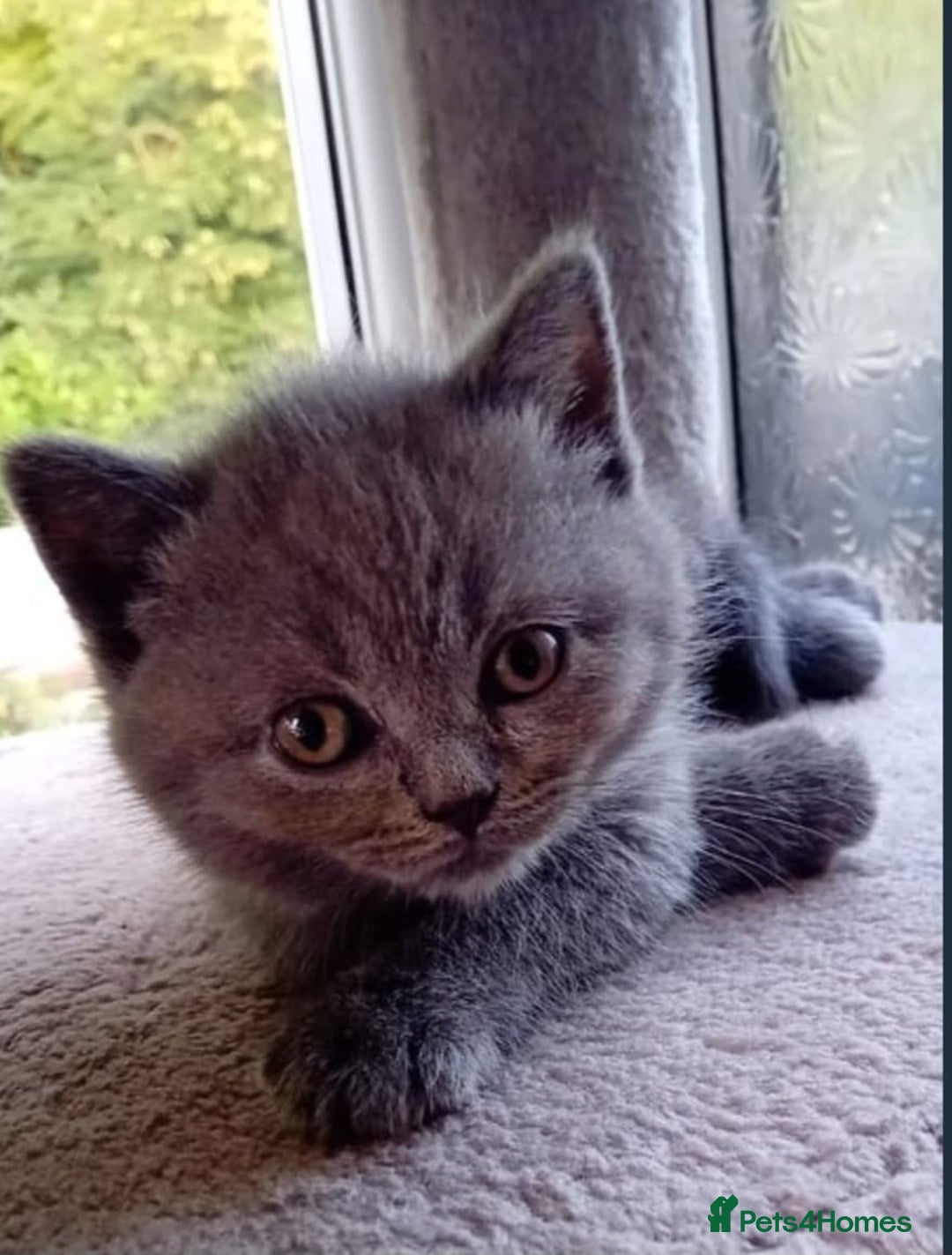 British Shorthair cats for sale: British short hair  - Image 3
