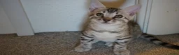 Bengal cats for sale: 2 Tica Registered male Bengal kittens for sale  in Windsor - Advert 17
