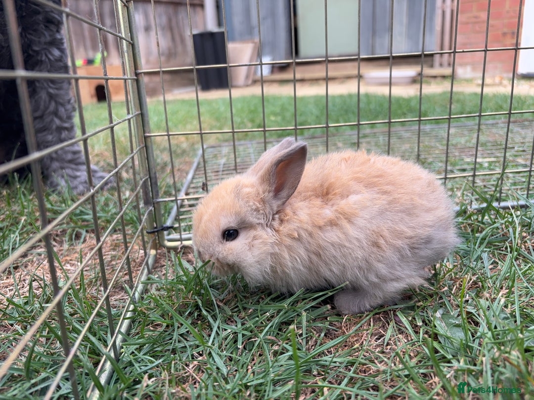 Mini Lop rabbits for sale: Adorable Baby Mini Lop Rabbits – Ready Soon! ✨🐰 - Image 12