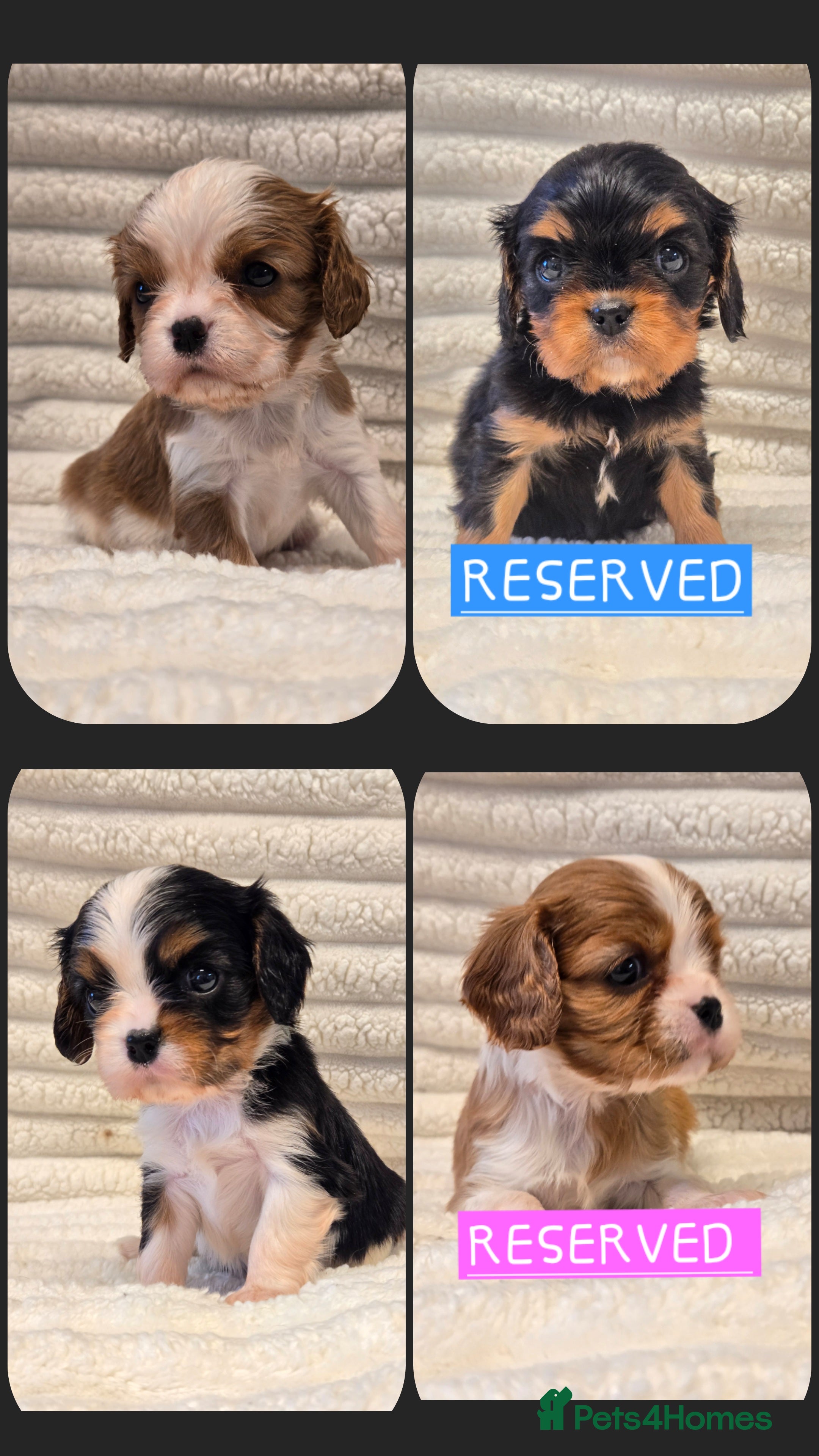 Cavalier King Charles Spaniel dogs KC Reg fully health tested parents cavvie pups  - Advert 4