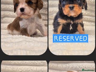 Cavalier King Charles Spaniel dogs KC Reg fully health tested parents cavvie pups - Advert 13