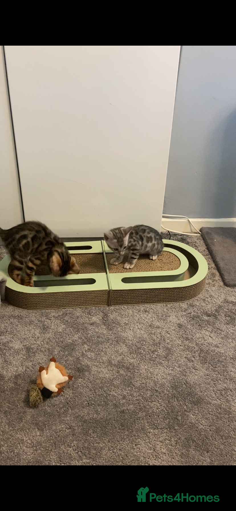Bengal cats for sale: GCCF Registered Pedigree Kittens  - Advert 8
