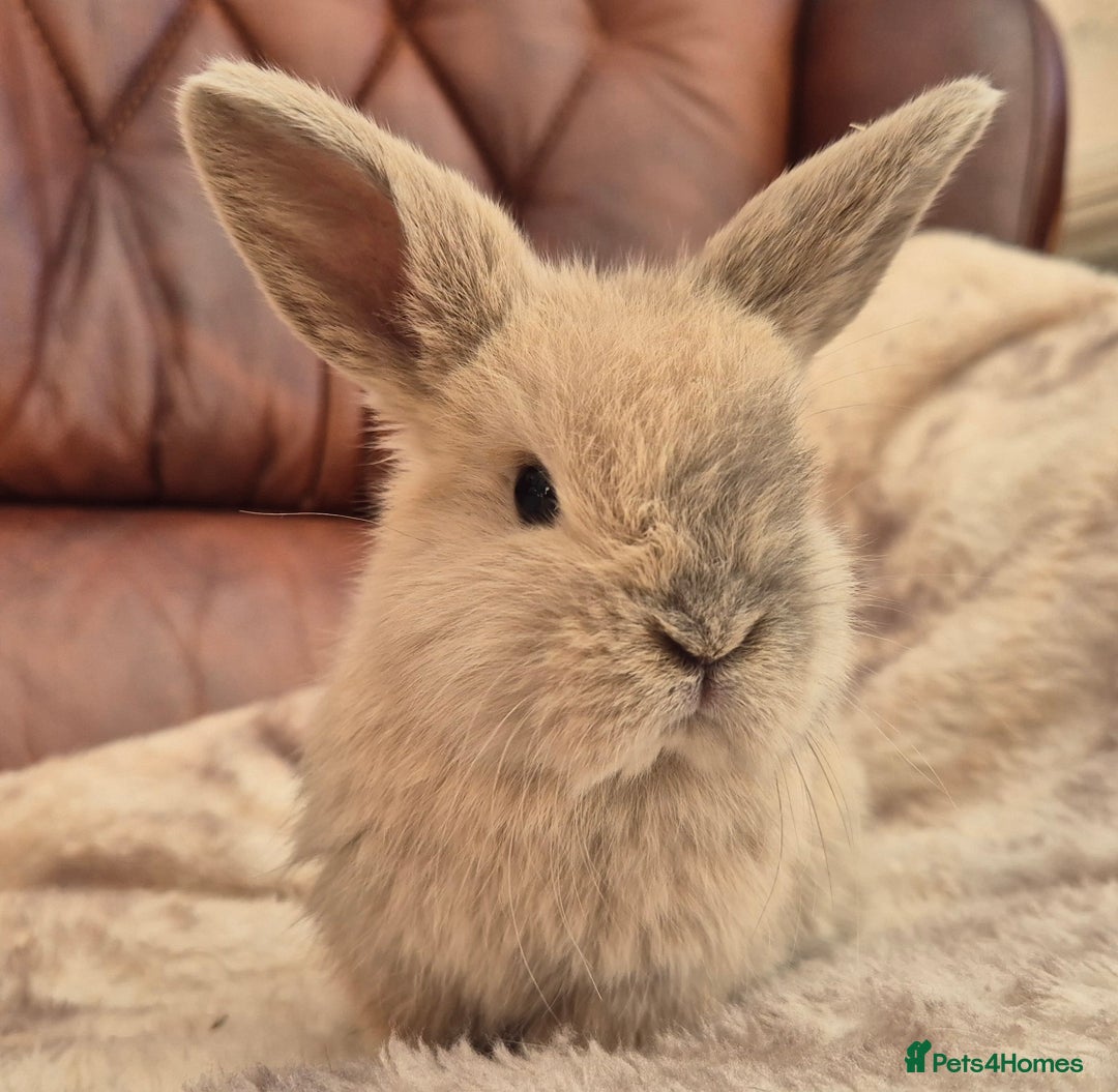 Mini Lop rabbits for sale: Mini lop baby boys ready now.  - Advert 3