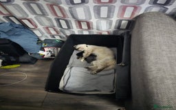 Perdoll cats for sale: Persian ragdoll kittens - Image 13