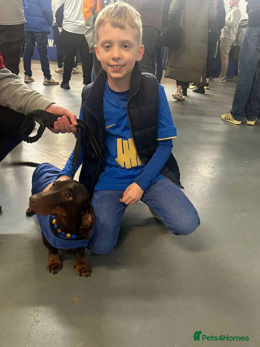 Dachshund dogs for sale: Teddy Bluenose - Advert 2