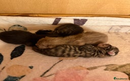 Mixed Breed cats for sale: 4 stunning healthy kittens  - Image 4