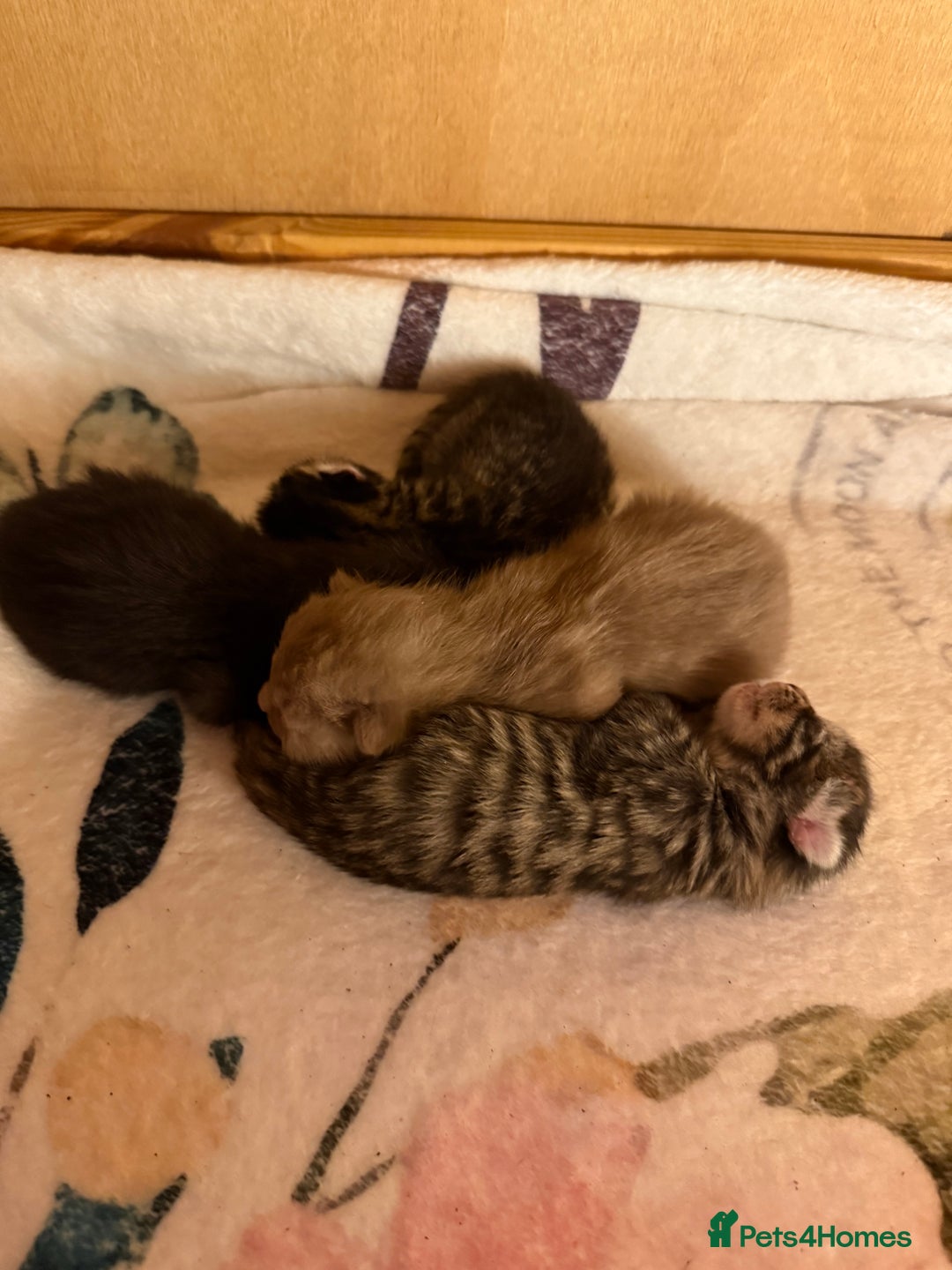 Mixed Breed cats for sale: 4 stunning healthy kittens  - Image 4